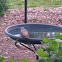 White crowned Sparrow