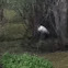 Stork
