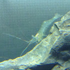 Ghost Shrimp