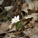 Bloodroot