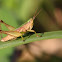 Grasshopper