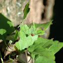Daddy Long Legs - Harvestmen