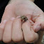Juvenile Fowlers Toad