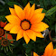 Gazania