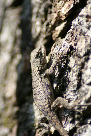 Spotting Image 1