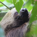 Hoffman's Two-Toed Sloth