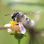 Leafcutter Bee
