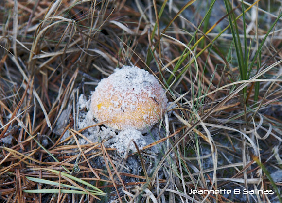 Spotting Image 1