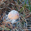 Gemmed Amanita