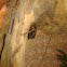 Field cricket