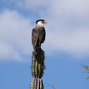 Crested Caracara