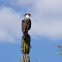 Crested Caracara