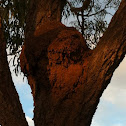Termite