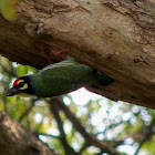 Coppersmith Barbet