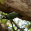 Coppersmith Barbet