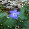 Big leaf Periwinkle