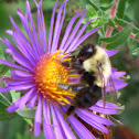 Brown-belted Bumble Bee