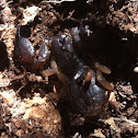 Chocolate thick-hand scorpion