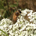 European Honeybee