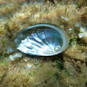 Oreja de mar