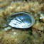 Oreja de mar