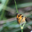Phaon Crescent Butterfly