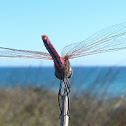libélula flecha roja