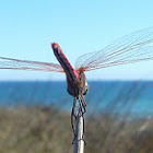 libélula flecha roja