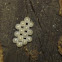 Eggs of the bark stink bug