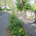 Roses