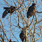 Turkey Vulture
