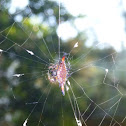 Spiny orb-weaver