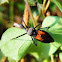 Flower Assassin Bug