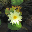 Flowers of Northeastern USA