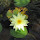 Flowers of Northeastern USA