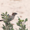 Indian Silverbill