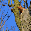 Red squirrel