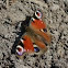 Peacock butterfly