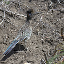 Roadrunner