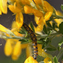 Genista caterpillar