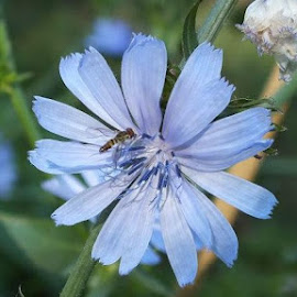 blue radicchio flower and bee by ChrisTina Shaskus - Nature Up Close Flowers ( tiny, purple, bee, green, periwinkle, insect, raddichio, macro, nature, blue, gardening, floret, vegetable, garden, flower )