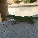 Carolina Anole