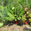 Swiss Chard & Onions