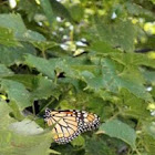 Monarch