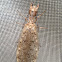 Dobsonfly