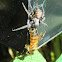 Jumping spider with bee