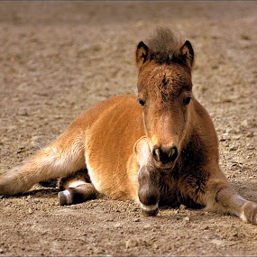 *** by Valentyn Kolesnyk - Animals Horses