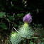 Spear Thistle