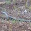 Lagarto