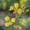 Hop-bush Wattle